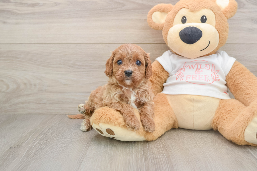 Cavapoo Pup Being Cute