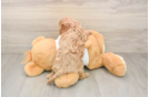 Cavapoo Puppy for Adoption