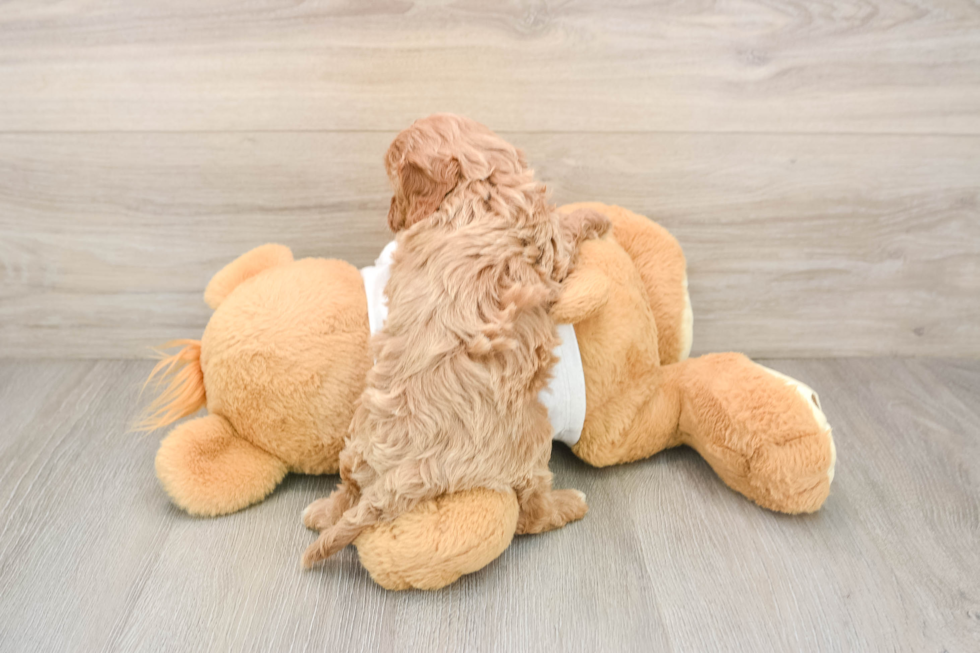 Cavapoo Puppy for Adoption