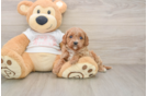 Little Cavipoo Poodle Mix Puppy