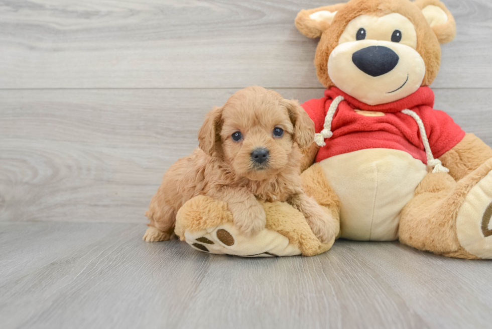 Happy Cavapoo Baby