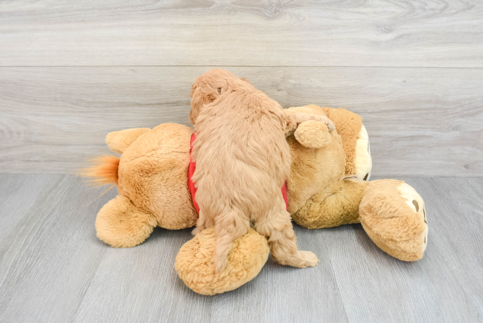 Best Cavapoo Baby