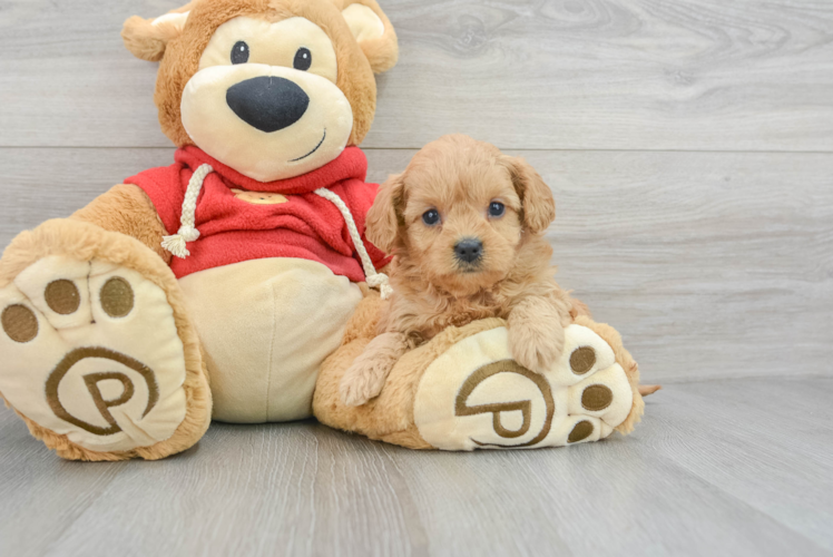 Funny Cavapoo Poodle Mix Pup