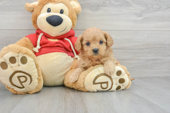 Funny Cavapoo Poodle Mix Pup