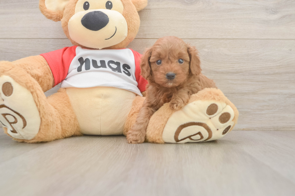 5 week old Cavapoo Puppy For Sale - Puppy Love PR