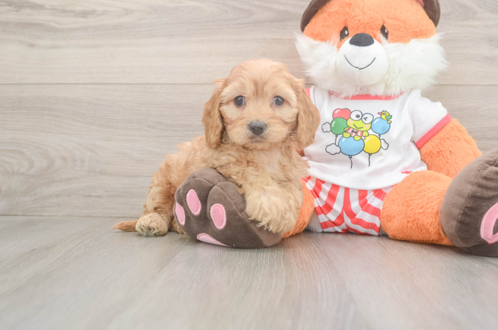 6 week old Cavapoo Puppy For Sale - Puppy Love PR
