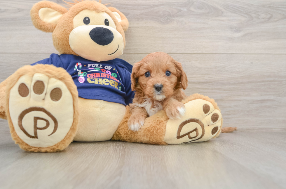 5 week old Cavapoo Puppy For Sale - Puppy Love PR