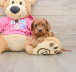 7 week old Cavapoo Puppy For Sale - Puppy Love PR