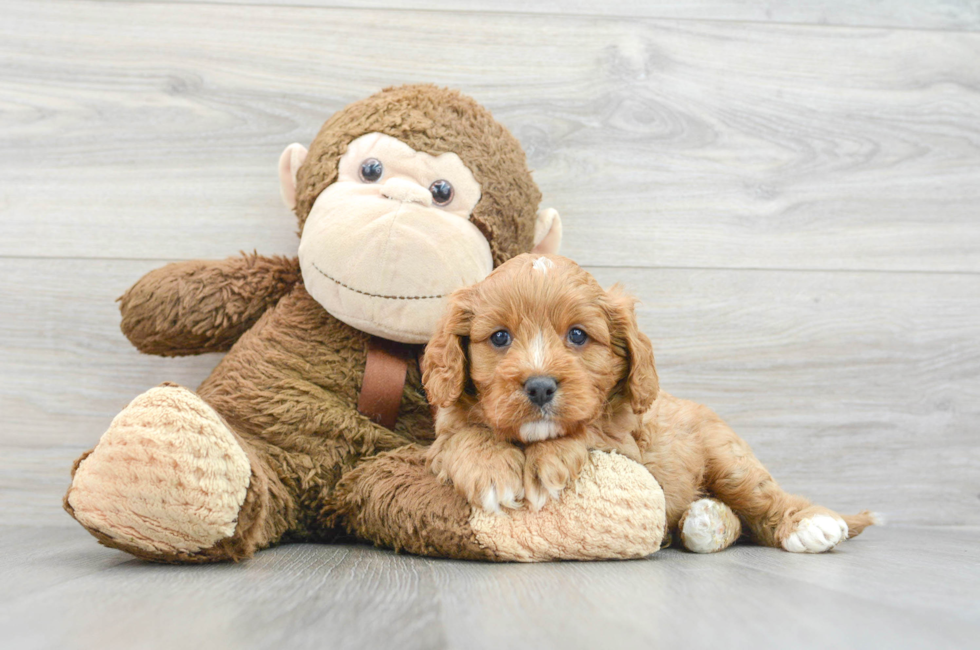 6 week old Cavapoo Puppy For Sale - Puppy Love PR