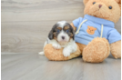 Cavapoo Puppy for Adoption