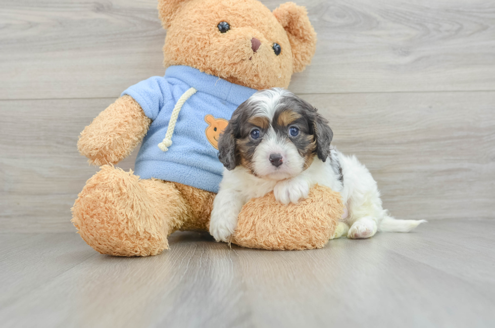 5 week old Cavapoo Puppy For Sale - Puppy Love PR