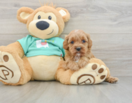 8 week old Cavapoo Puppy For Sale - Puppy Love PR