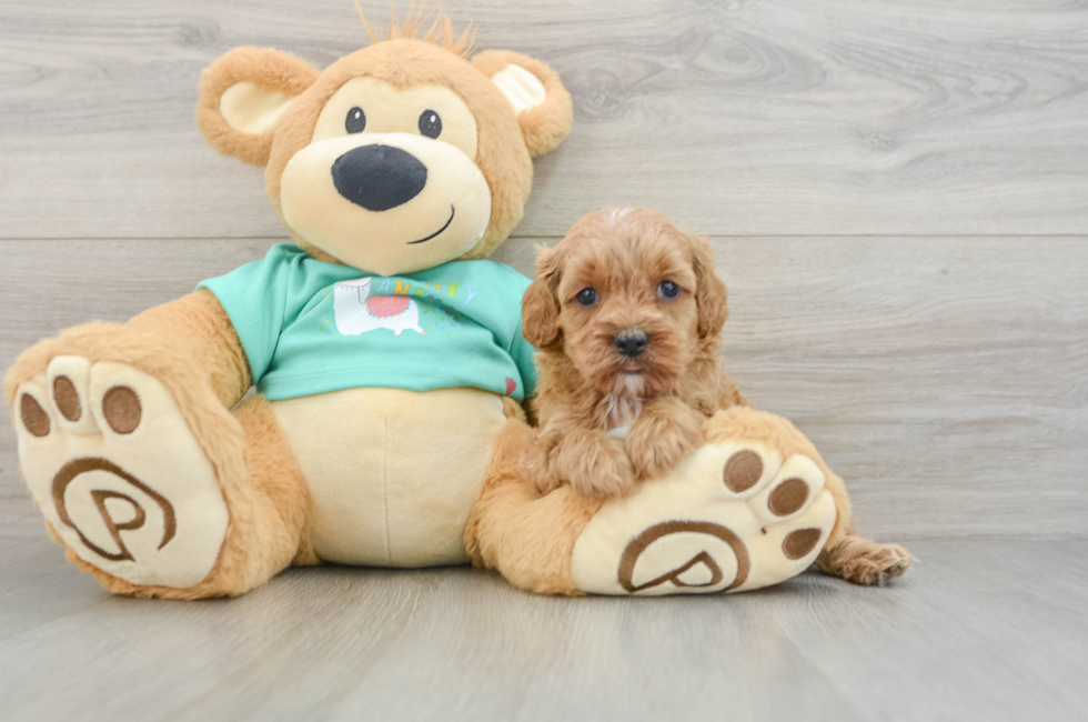 6 week old Cavapoo Puppy For Sale - Puppy Love PR