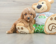 8 week old Cavapoo Puppy For Sale - Puppy Love PR