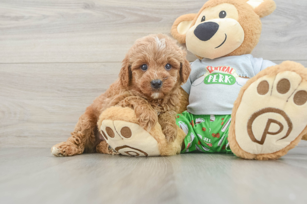 6 week old Cavapoo Puppy For Sale - Puppy Love PR