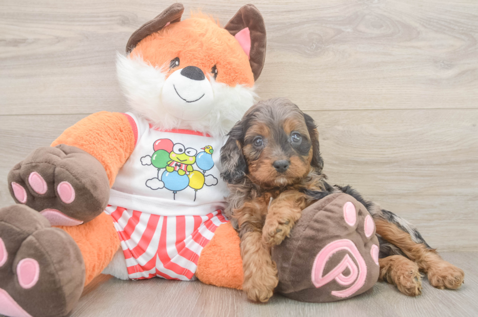 6 week old Cavapoo Puppy For Sale - Puppy Love PR