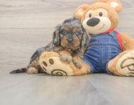 7 week old Cavapoo Puppy For Sale - Puppy Love PR