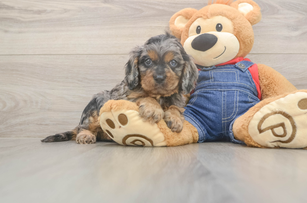 5 week old Cavapoo Puppy For Sale - Puppy Love PR