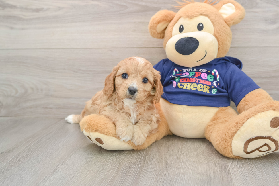 Smart Cavapoo Poodle Mix Pup
