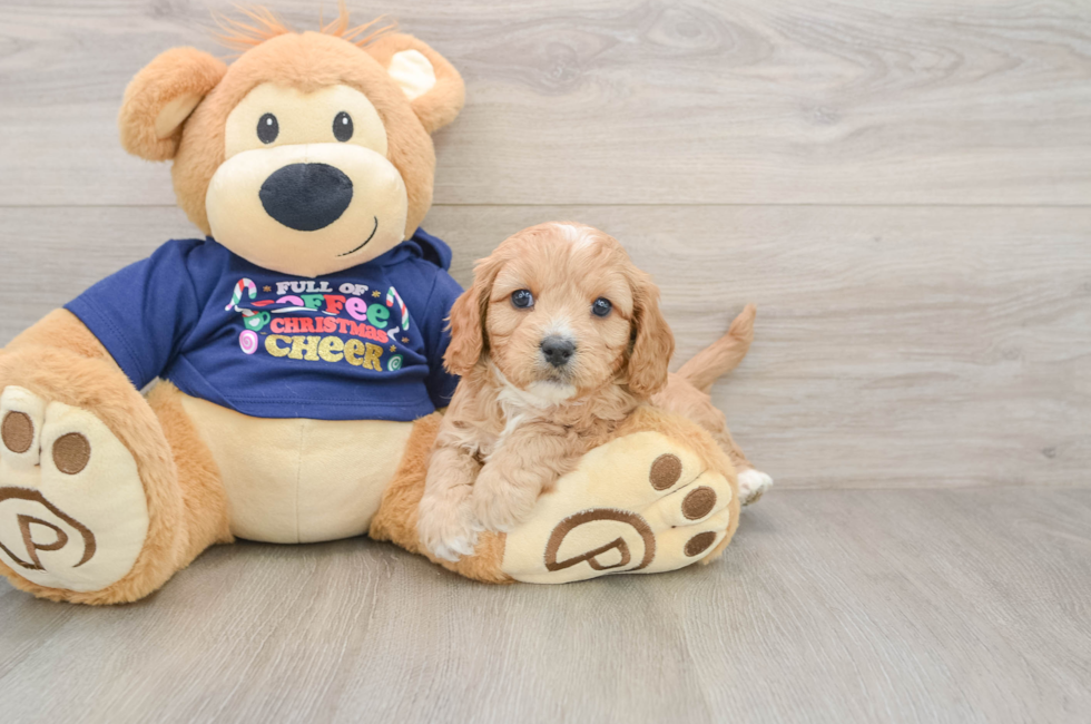 5 week old Cavapoo Puppy For Sale - Puppy Love PR