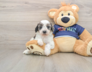 7 week old Cavapoo Puppy For Sale - Puppy Love PR