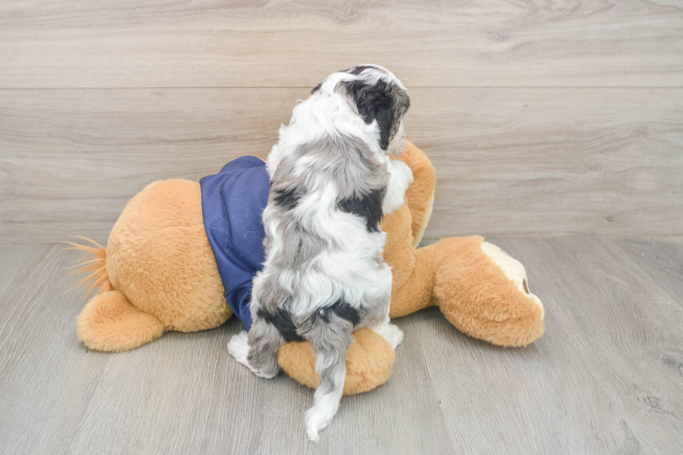 Cavapoo Pup Being Cute