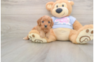 Cute Cavapoo Baby