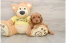 Adorable Cavalier King Charles Spaniel and Poodle Mix Poodle Mix Puppy