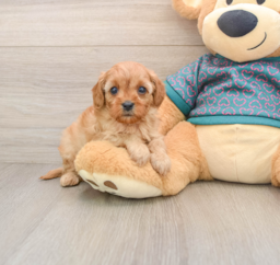 9 week old Cavapoo Puppy For Sale - Puppy Love PR