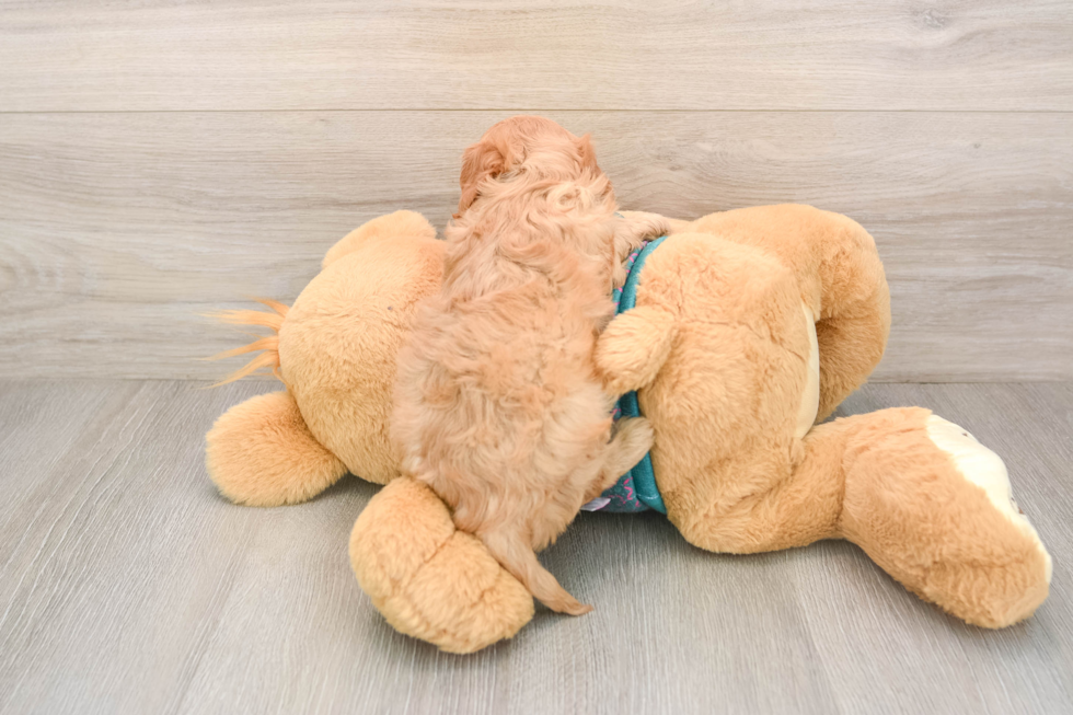 Energetic Cavoodle Poodle Mix Puppy