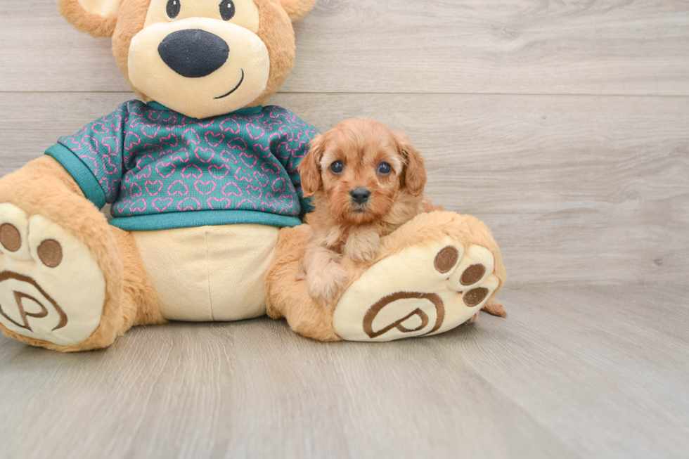 Energetic Cavoodle Poodle Mix Puppy