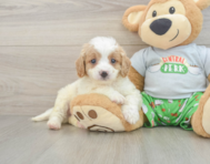 8 week old Cavapoo Puppy For Sale - Puppy Love PR