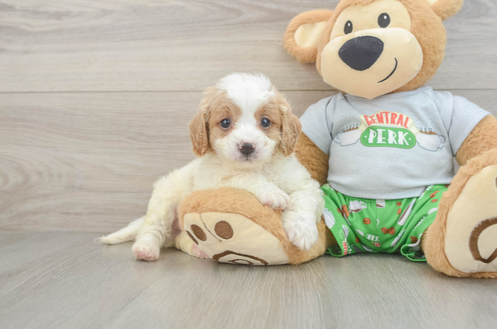 6 week old Cavapoo Puppy For Sale - Puppy Love PR