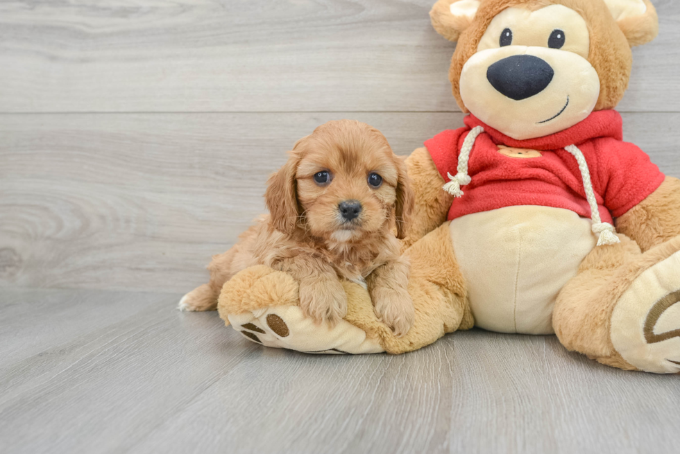 Best Cavapoo Baby