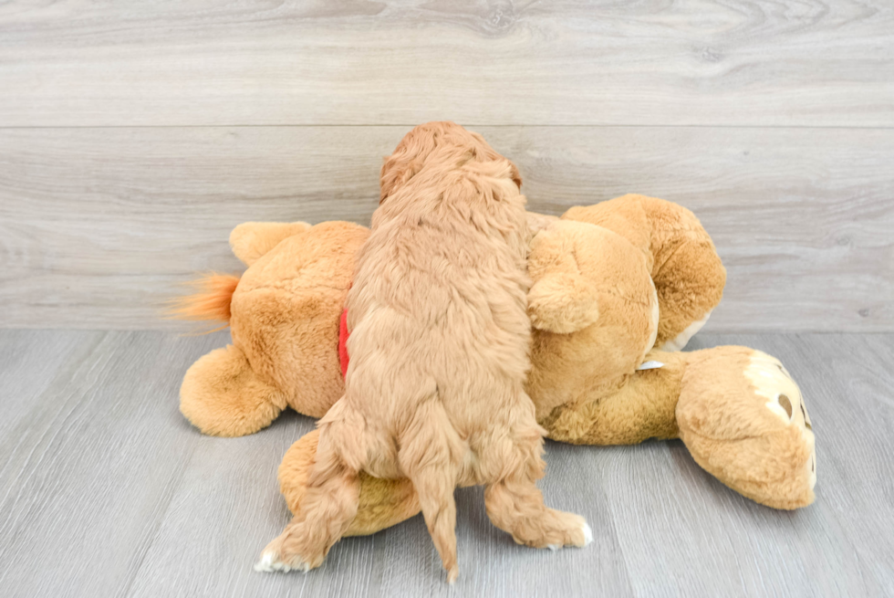 Cavapoo Puppy for Adoption