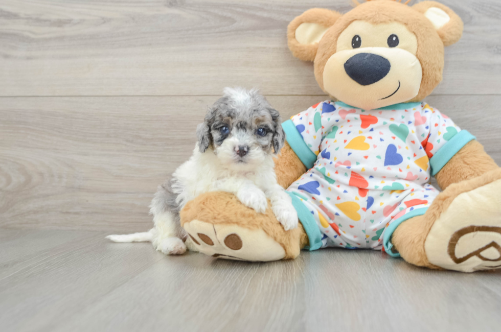 6 week old Cavapoo Puppy For Sale - Puppy Love PR