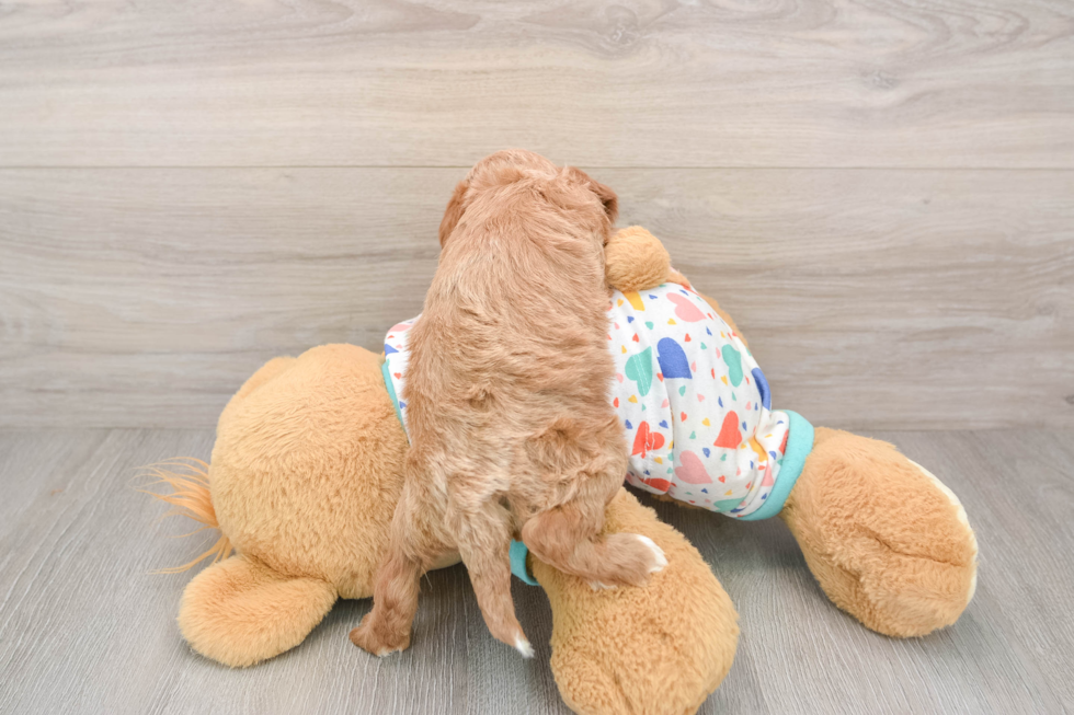 Energetic Cavoodle Poodle Mix Puppy