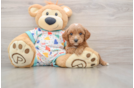 Friendly Cavapoo Baby