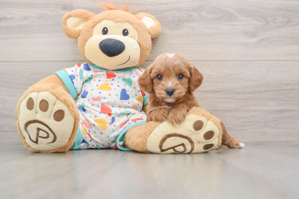 Friendly Cavapoo Baby
