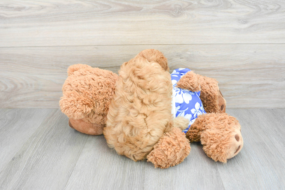 Funny Cavapoo Poodle Mix Pup
