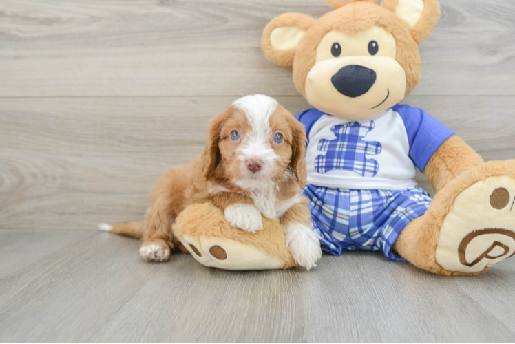 Meet Teddy - our Cavapoo Puppy Photo 1/3 - Puppy Love PR Best Cavapoo Baby