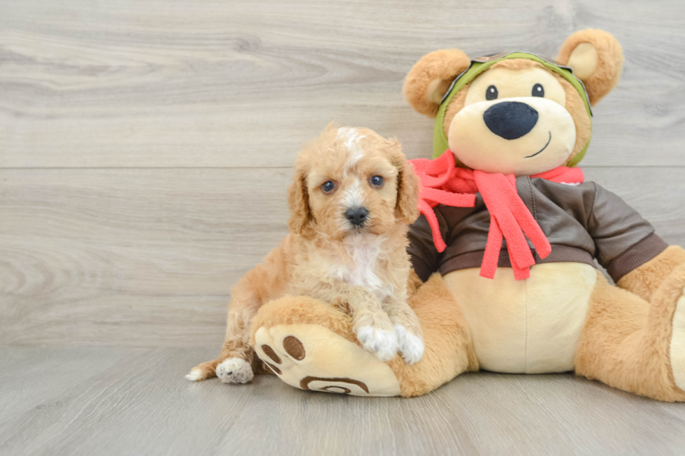 Cavapoo Pup Being Cute