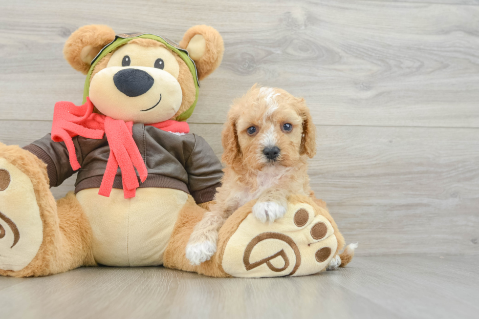 Petite Cavapoo Poodle Mix Pup