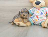 8 week old Cavapoo Puppy For Sale - Puppy Love PR