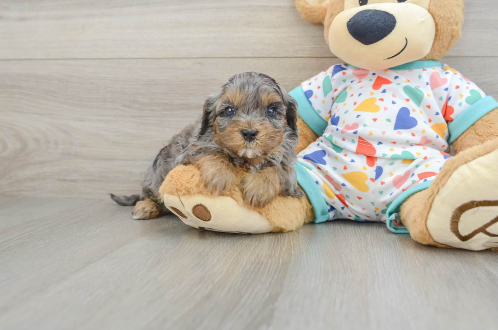 6 week old Cavapoo Puppy For Sale - Puppy Love PR