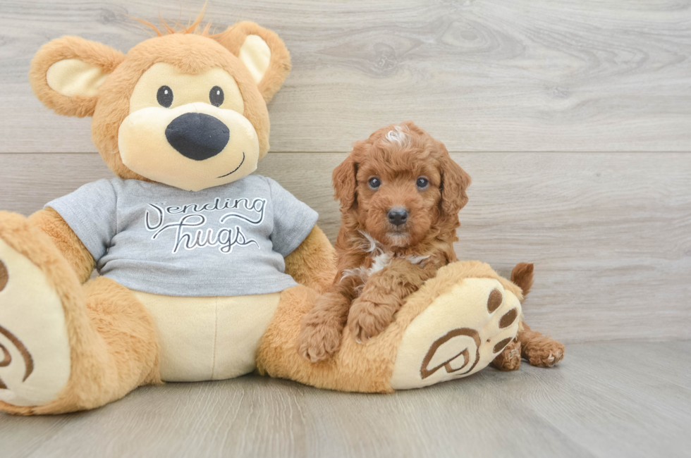 6 week old Cavapoo Puppy For Sale - Puppy Love PR