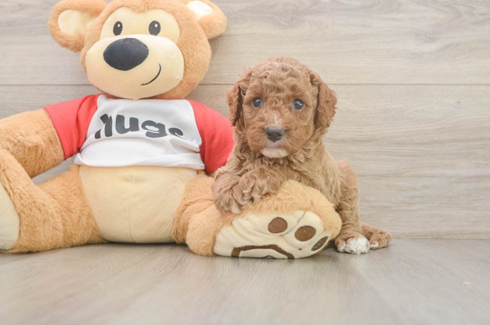 5 week old Cavapoo Puppy For Sale - Puppy Love PR