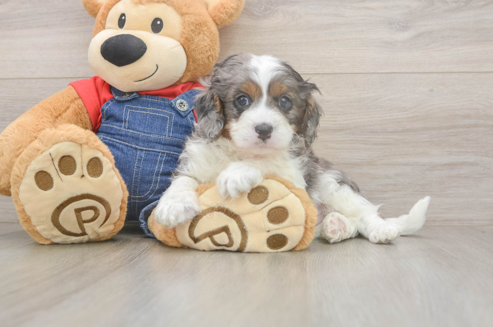 5 week old Cavapoo Puppy For Sale - Puppy Love PR