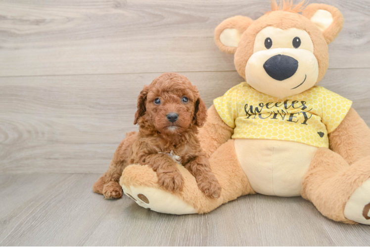Best Cavapoo Baby