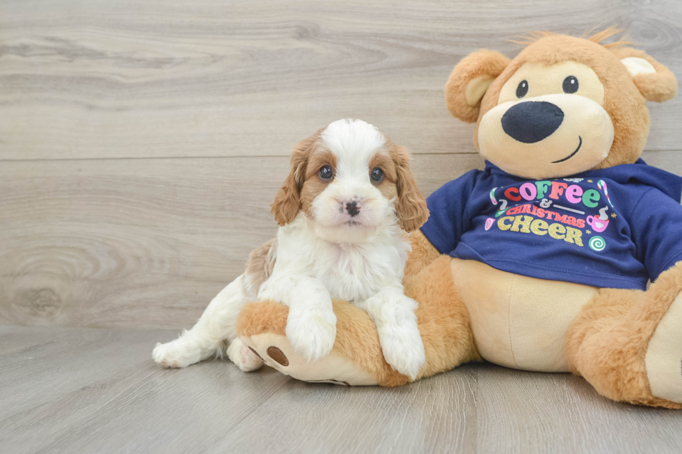 Adorable Cavalier King Charles Spaniel and Poodle Mix Poodle Mix Puppy